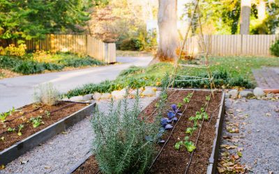 Need to know How to Start Your Edible Garden? Try This