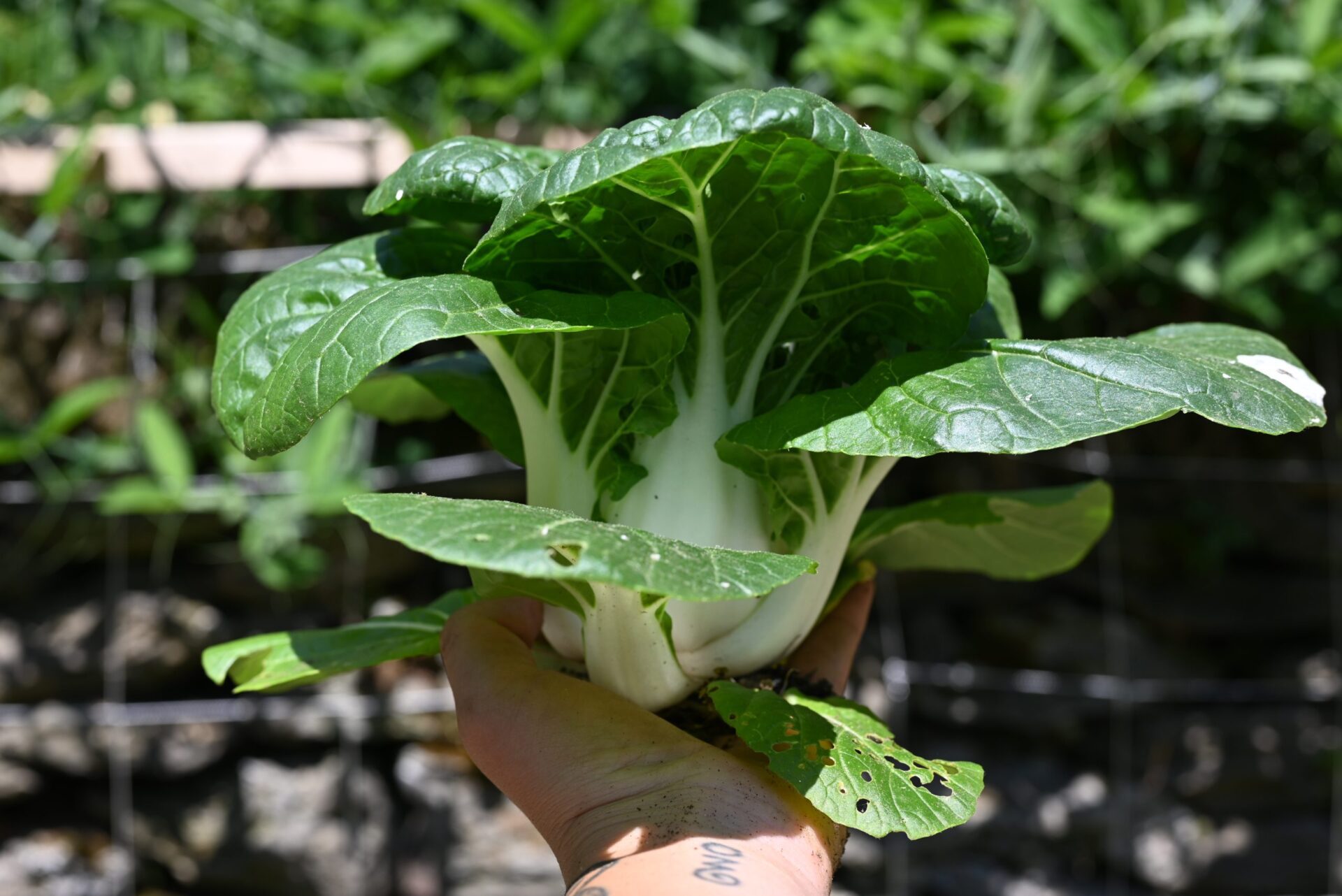 Photo of a person holding a mini bok choy