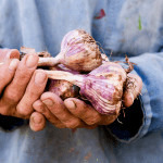 Person holding garlic bulbs in their hands