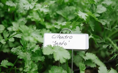 How To Freeze Cilantro