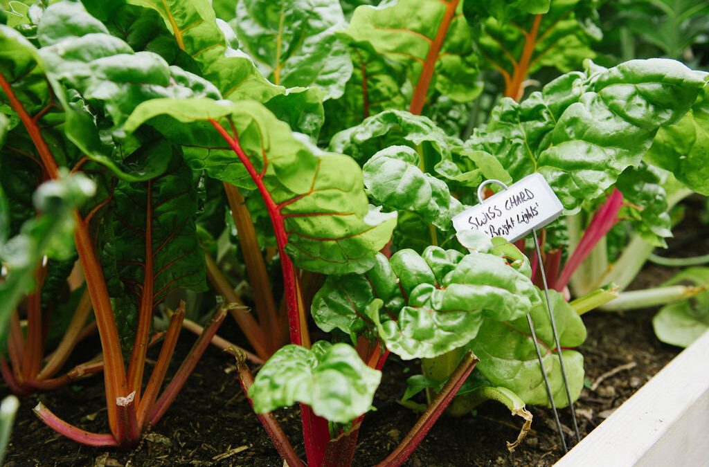 Swiss Chard