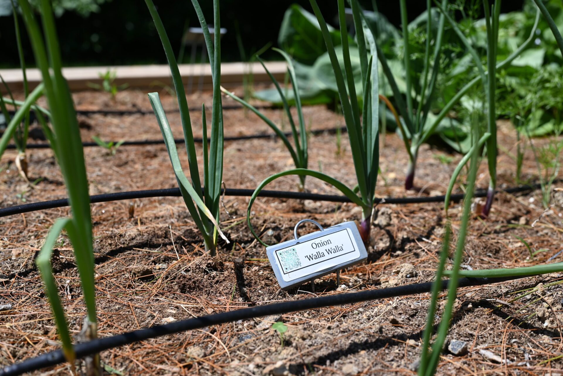 Photo of onions growing in a raised bed with drip irrigation