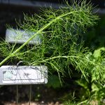 Dill fronds with plant label