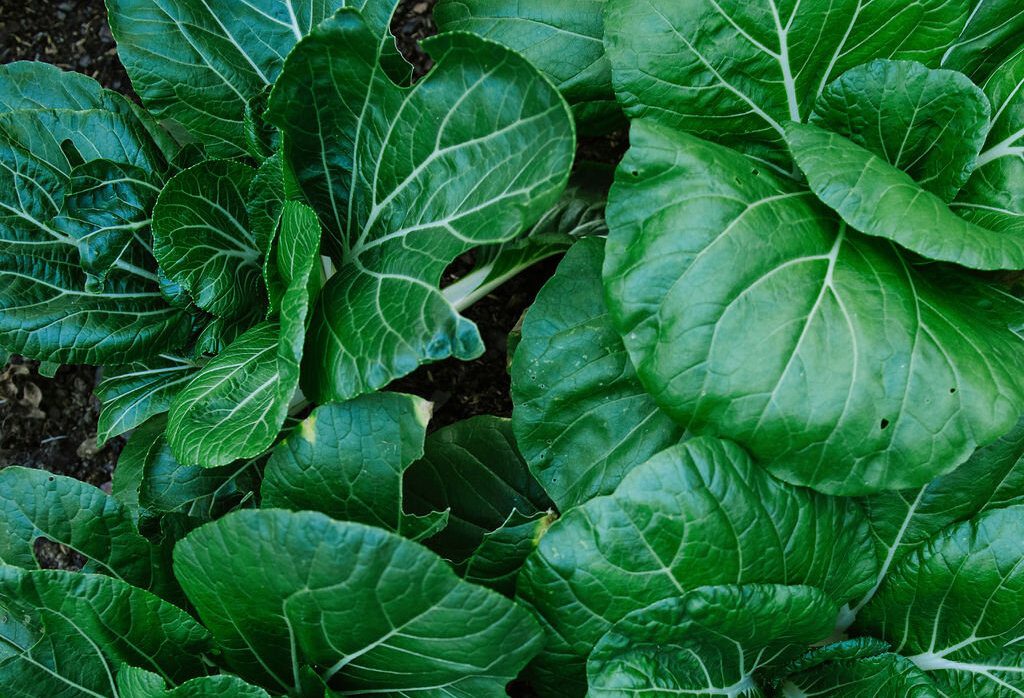 How To Blanch and Store Collard Greens, Preserve and Store Fresh Greens