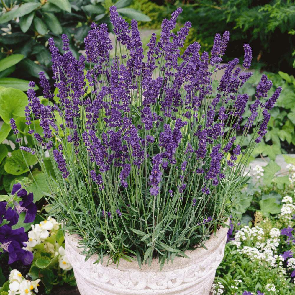 Lavender in a planter