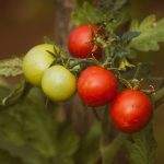 Photo of grape tomatoes on the vine from Nikolett Emmert from Pexels