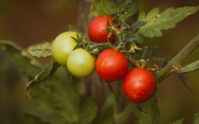 When to Harvest Your Tomatoes This Summer