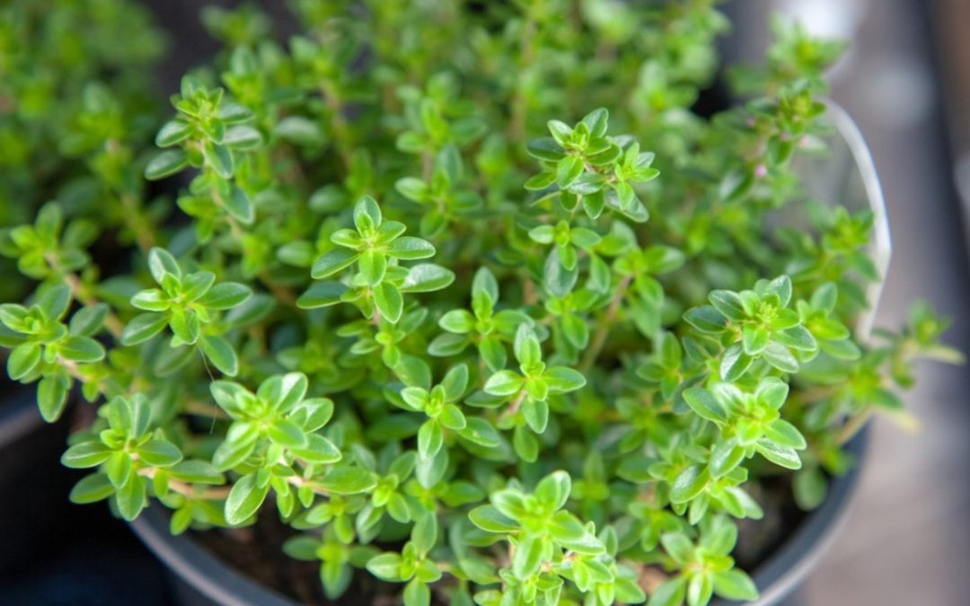 Thyme