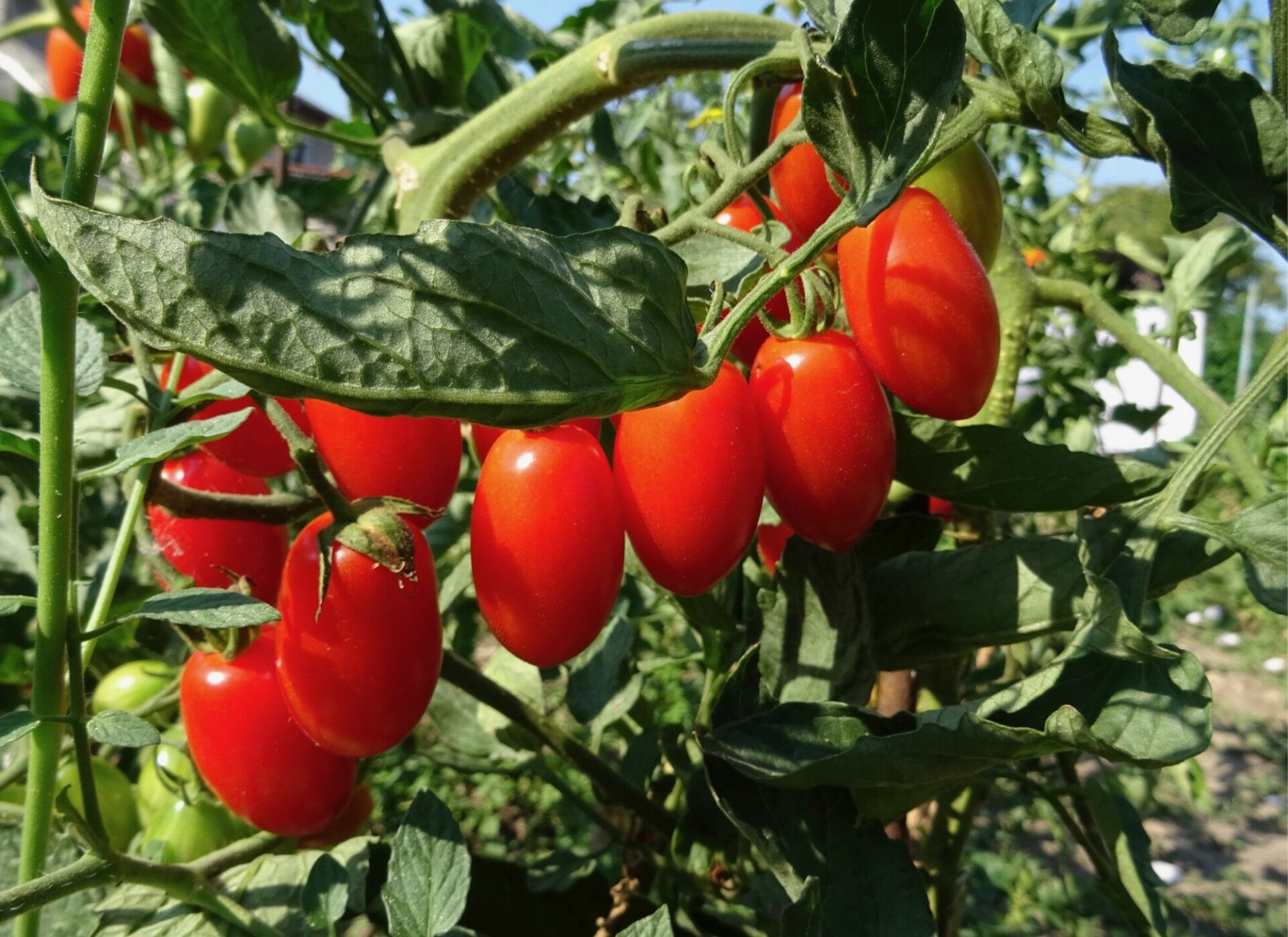 Photo of cherry tomatoes on the vine