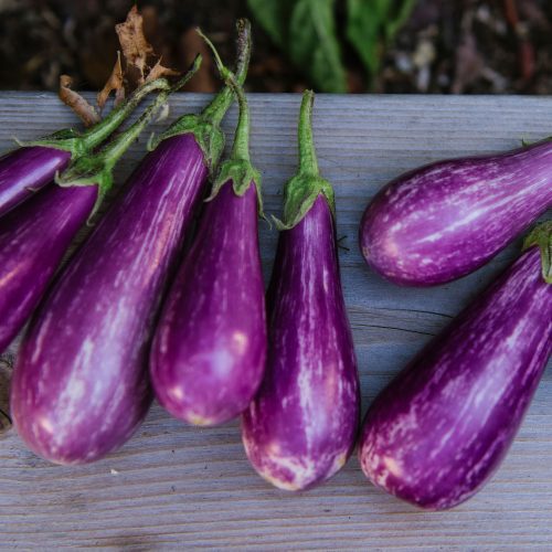 Purple harvested eggplant on wooden ledge