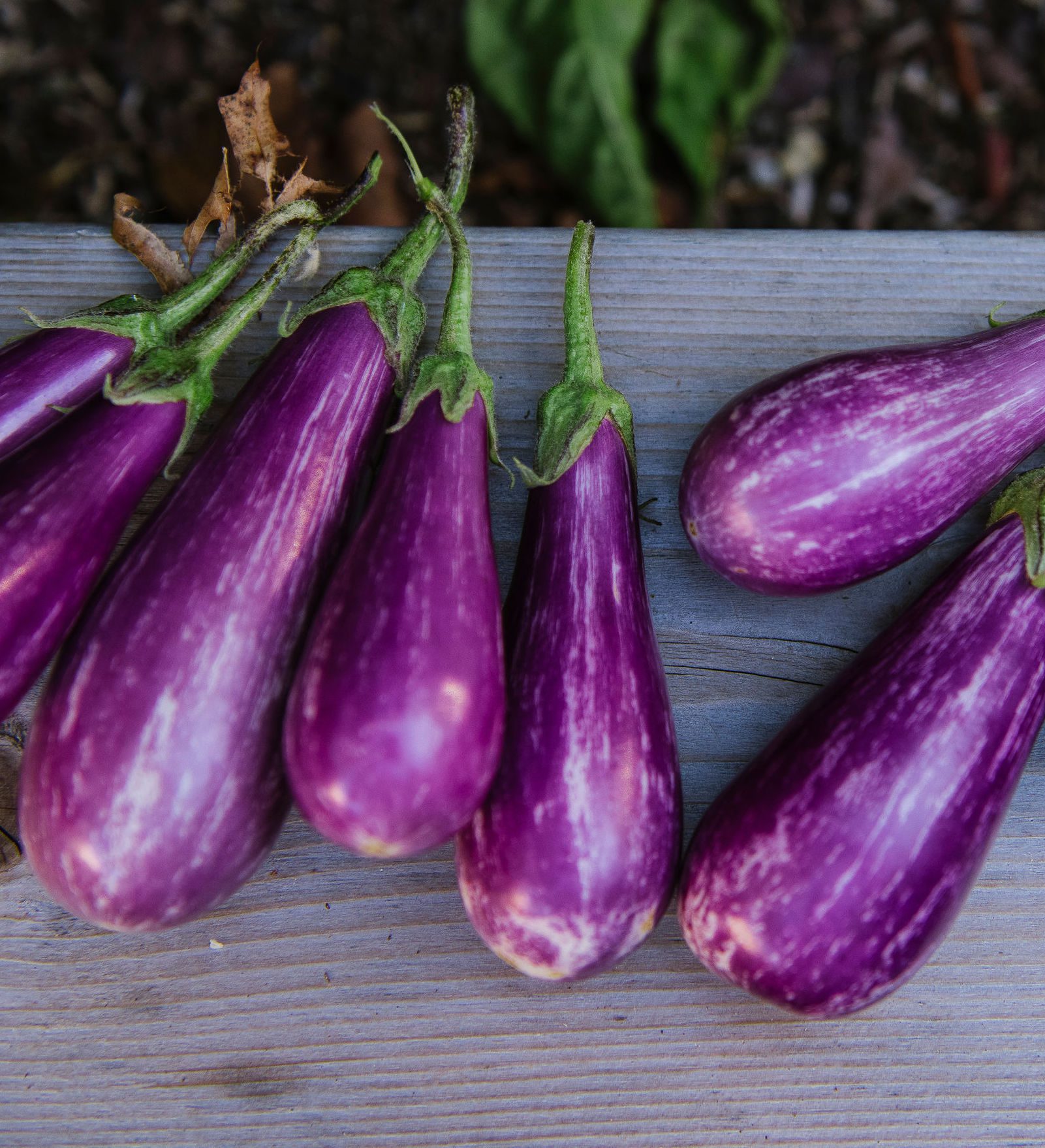 Purple harvested eggplant on wooden ledge