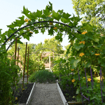 Moon gate trellis covered in squash vines