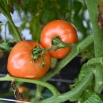 Round red tomatoes on the vine