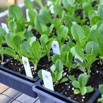 Romaine starts in a tray in a nursery