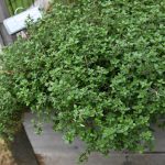 Oregano in raised bed