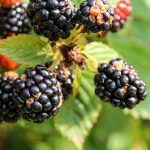 Photograph of ripe blackberries on a bush from Rachael Holzman from Pexels