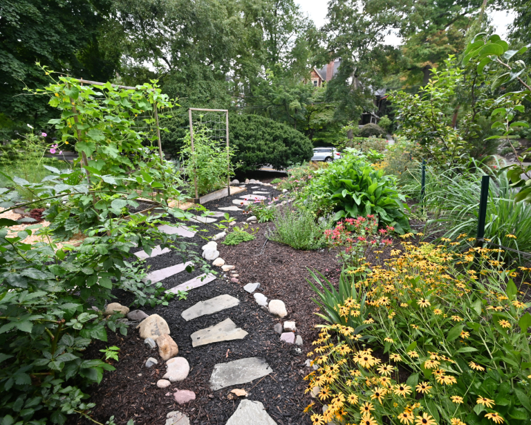 What Eats Plants in a Backyard Garden? - Featured Image