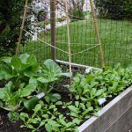 Turnips and bok choy growing in a spring garden