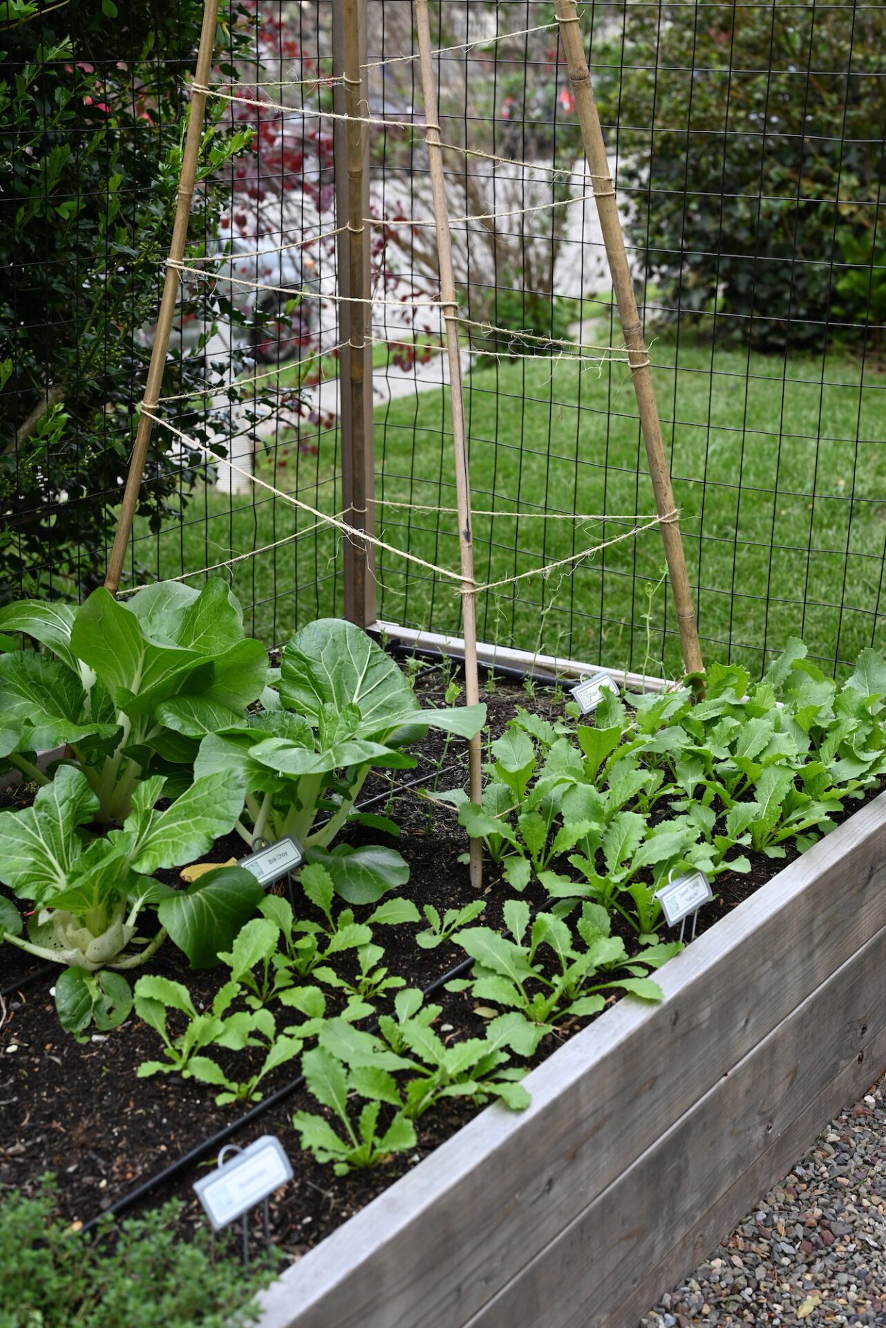Turnips and bok choy growing in a spring garden