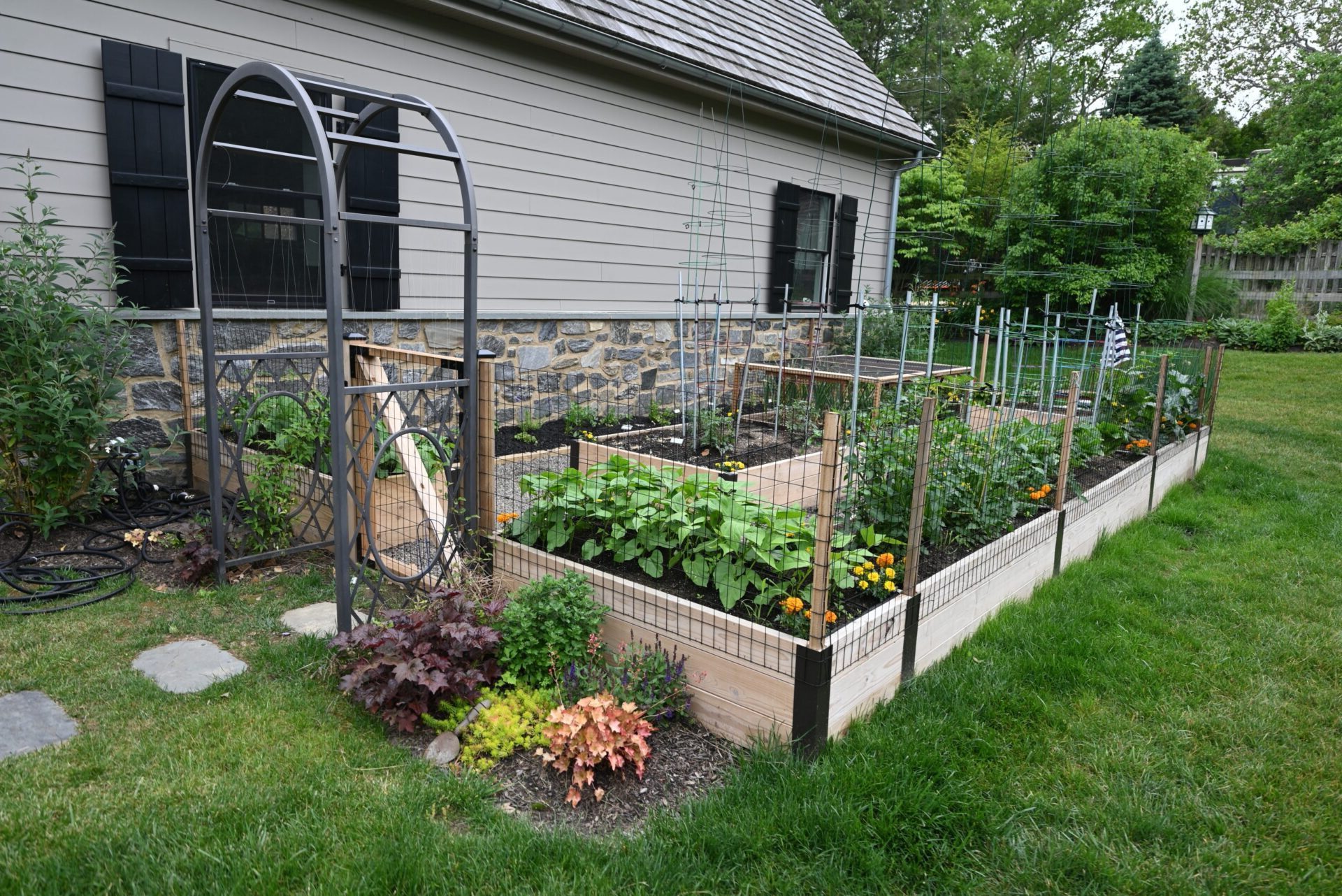 Raised bed garden with mesh fencing and central bed