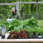 Backyard Eats gardener harvesting spring greens from raised bed