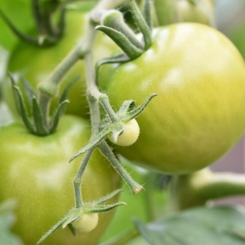 Photo of green tomatoes from Wayne Jackson from Pexels