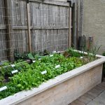 Patio-side raised bed full of spring baby greens