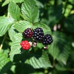 Ripe blackberries on a blackberry bush