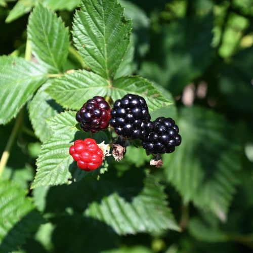 Ripe blackberries on a blackberry bush