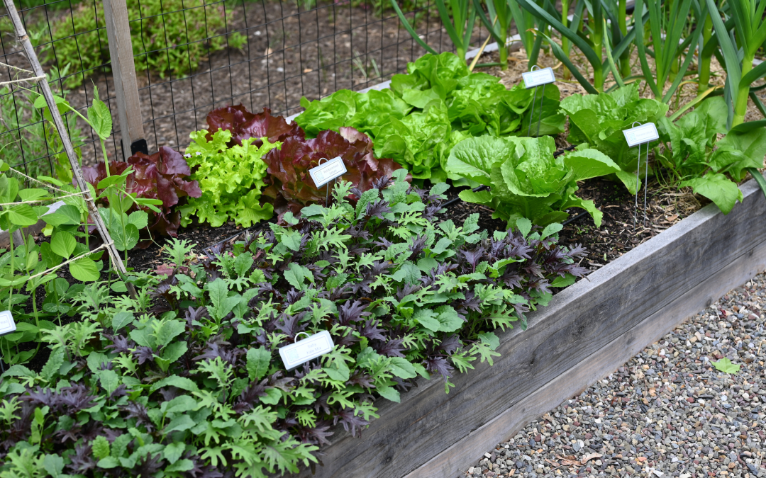 Set the Stage for Succession: Vegetable Garden Planning