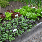 Spring garden full of baby greens and head lettuce