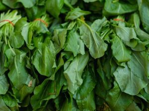 Photo of harvested spinach greens from Engin Akyurt from Unsplash
