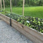 A line of raised beds full of colorful baby greens like kale