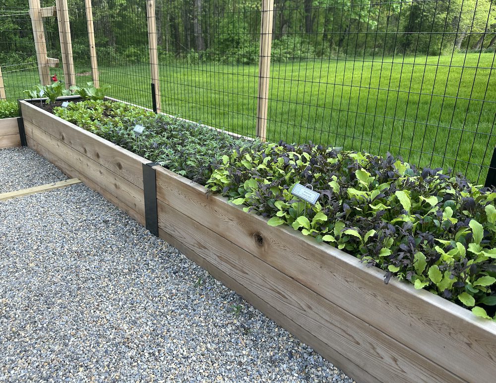 A line of raised beds full of colorful baby greens like kale