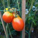 Mostly red plum tomatoes on the vine