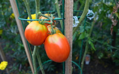 Boost Your Harvest: Trellises and Pruning for Tomato Plants