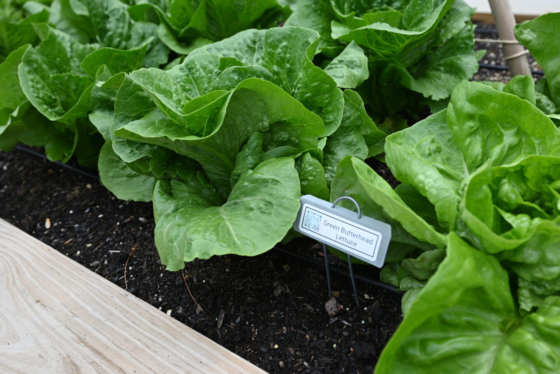 Photo of a row of butterhead lettuce in a raised bed