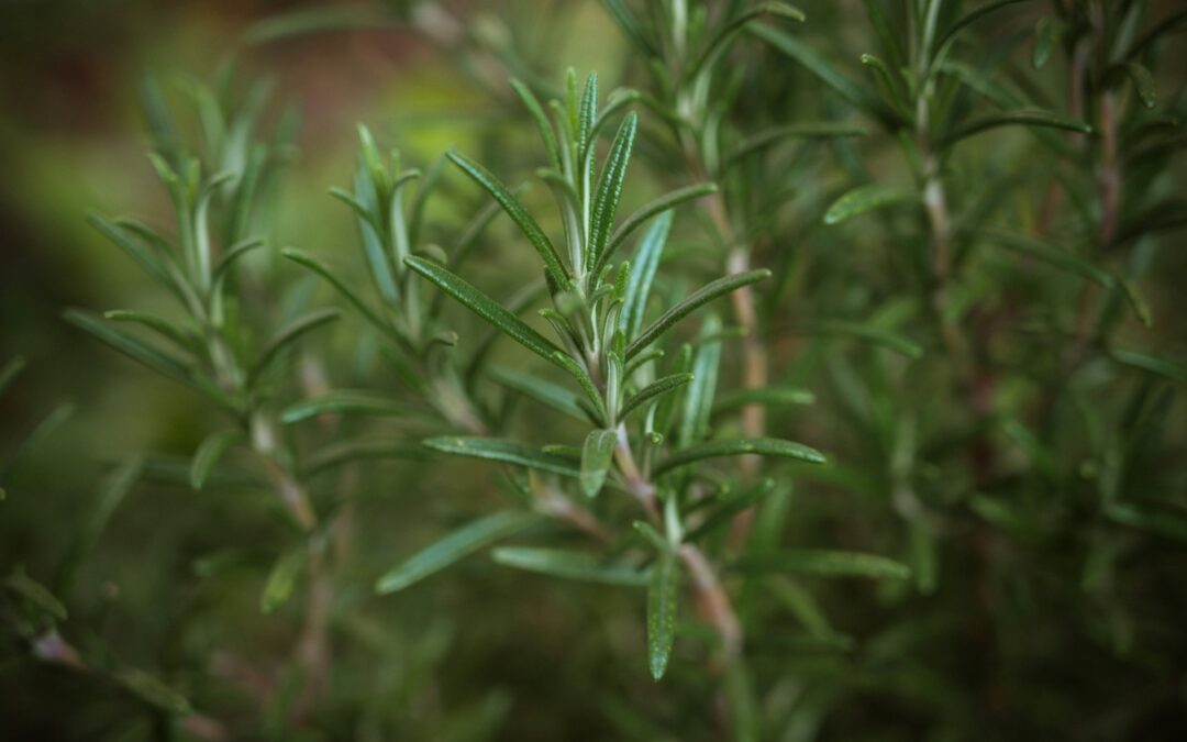 Rosemary