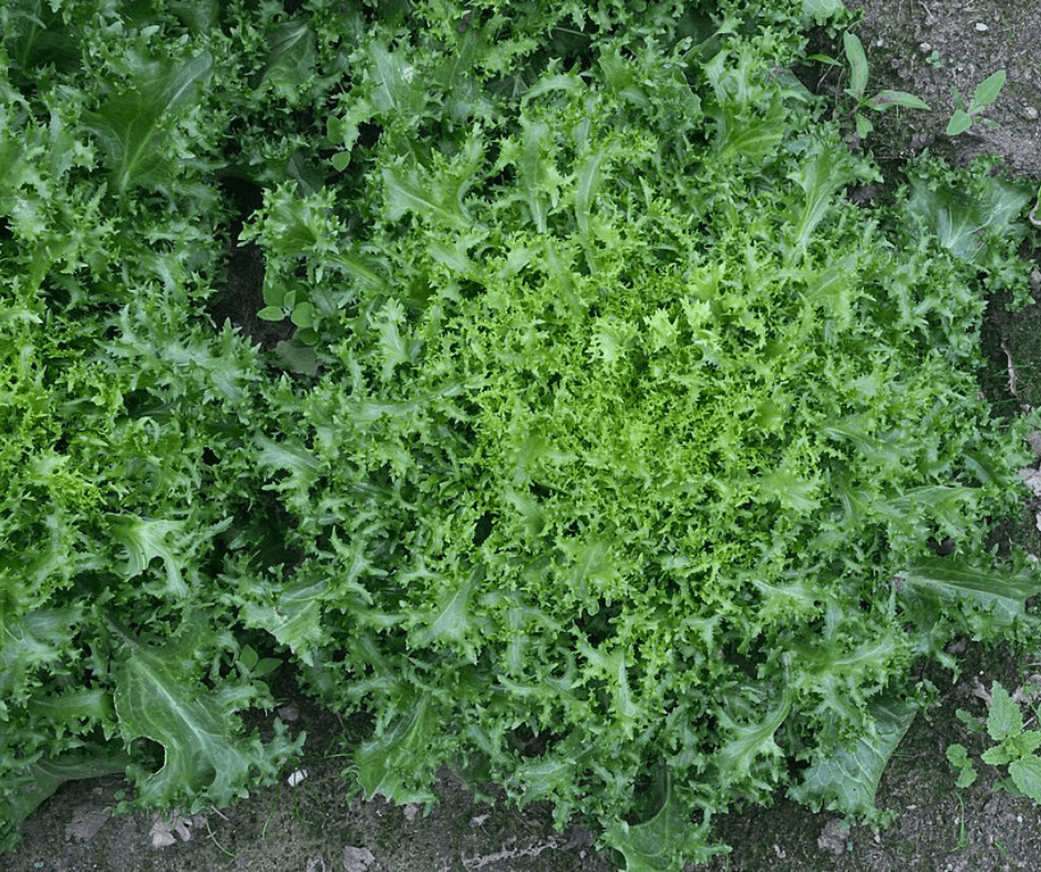 Photo of endive from Rasbak from Wikimedia Commons