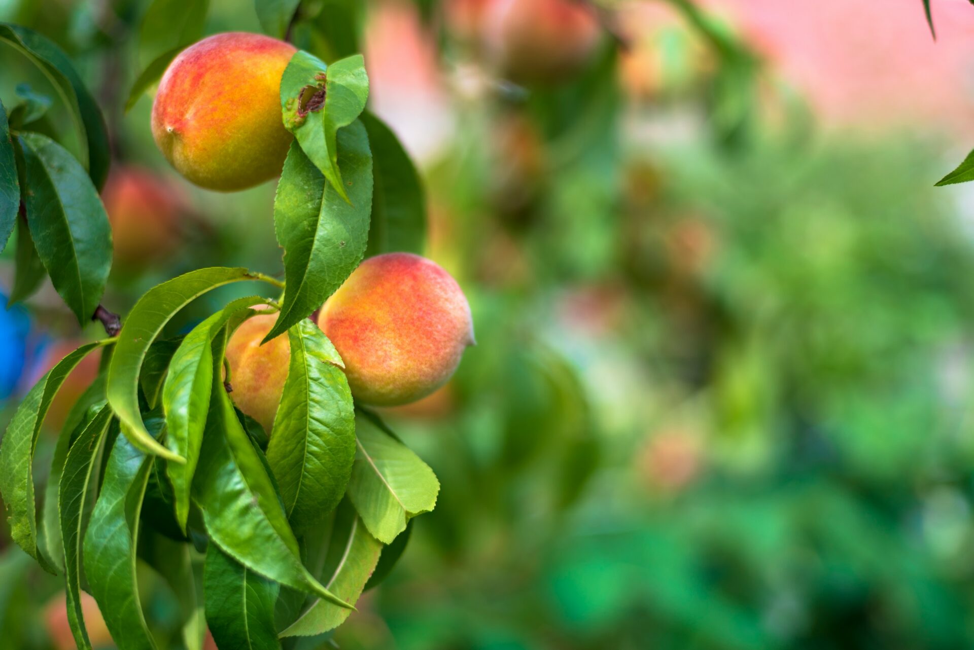 Peaches growing on a tree from Joanna Stolowicz from Unsplash