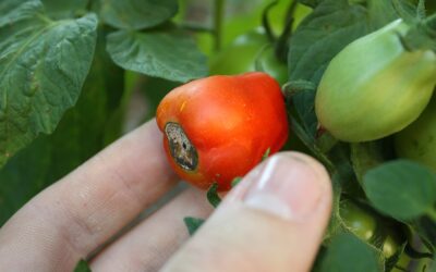 Master Tomato Gardening: Preventing Blossom End Rot