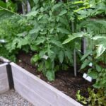 Small raised bed garden maximizing space with vertical trellises