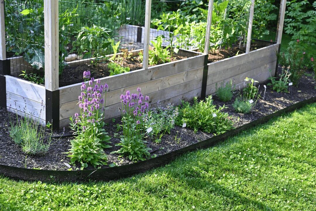 Perennial planting bed full of flowering and functional plants