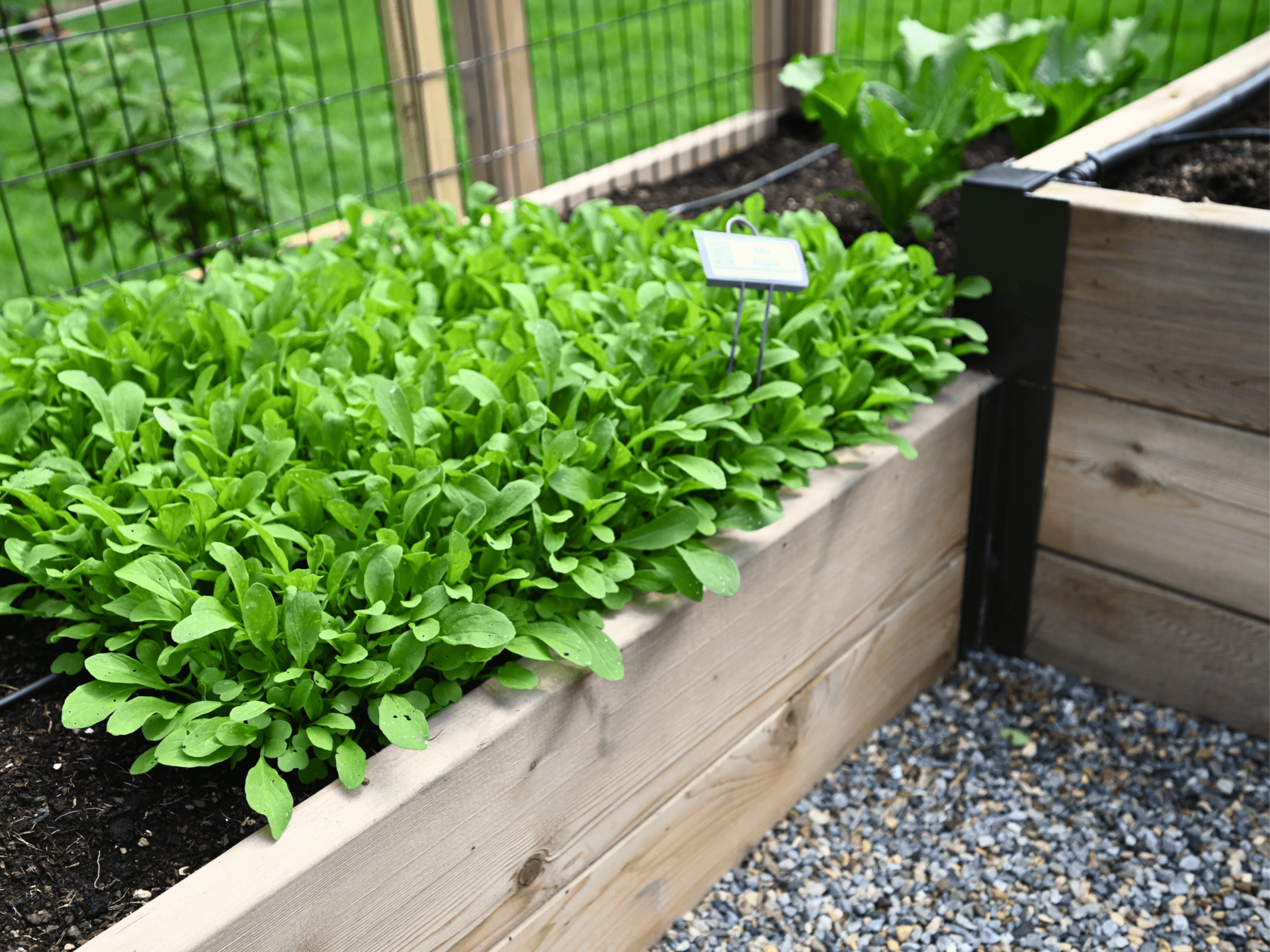 Baby greens in a raised bed