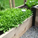 Baby greens in a raised bed