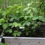Edamame plants growing in a raised bed