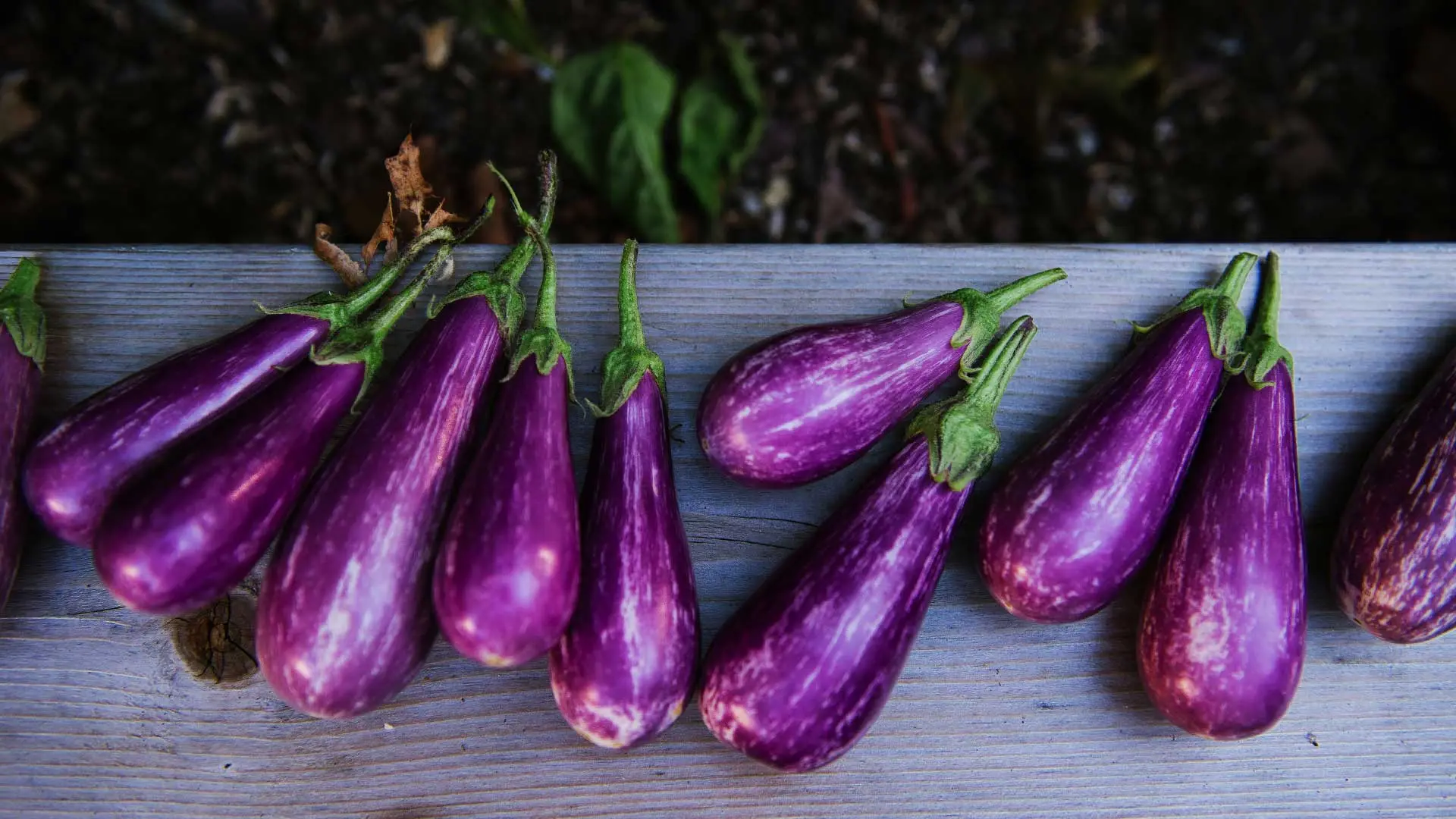 Harvested purple eggplant on a wooden ledge