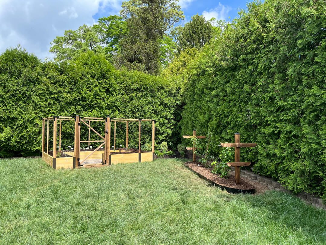 A narrow raised bed garden with fencing and an adjacent raspberry trellis