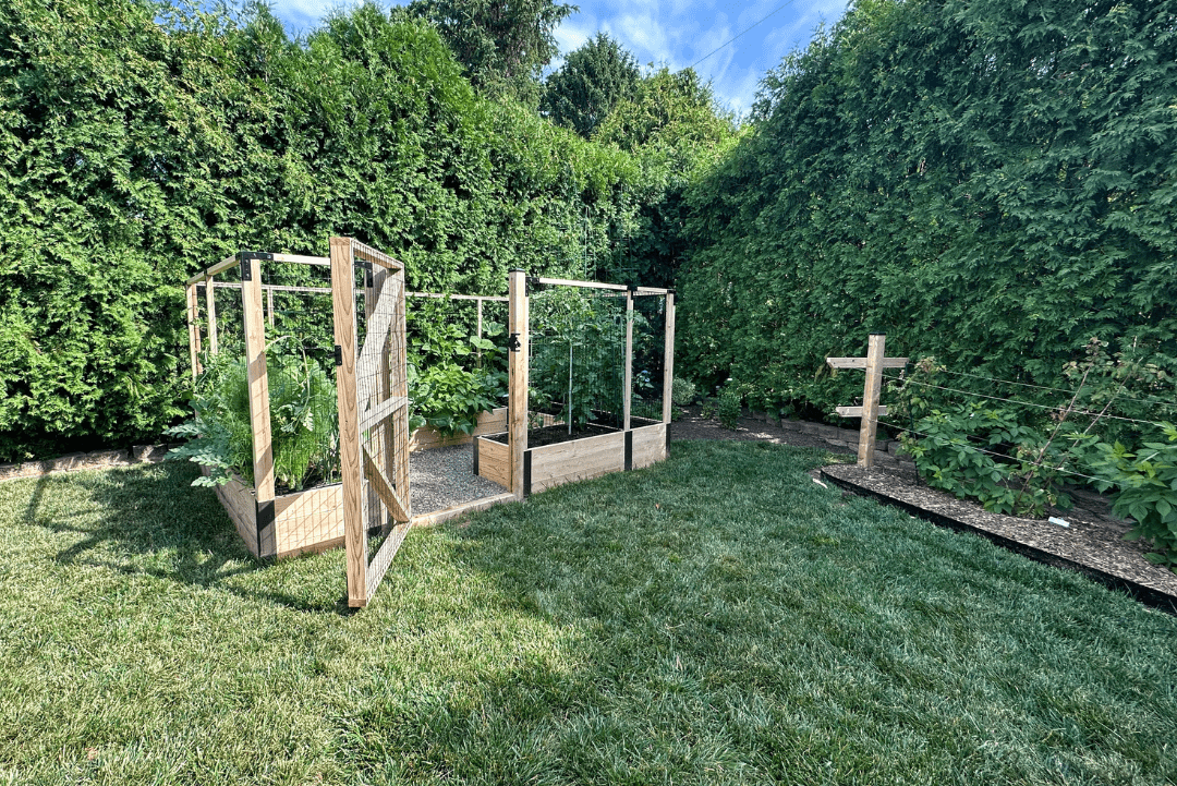 A narrow raised bed garden with fencing and an adjacent raspberry trellis