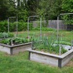 Three standalone raised beds with wall trellises on the north side of the garden